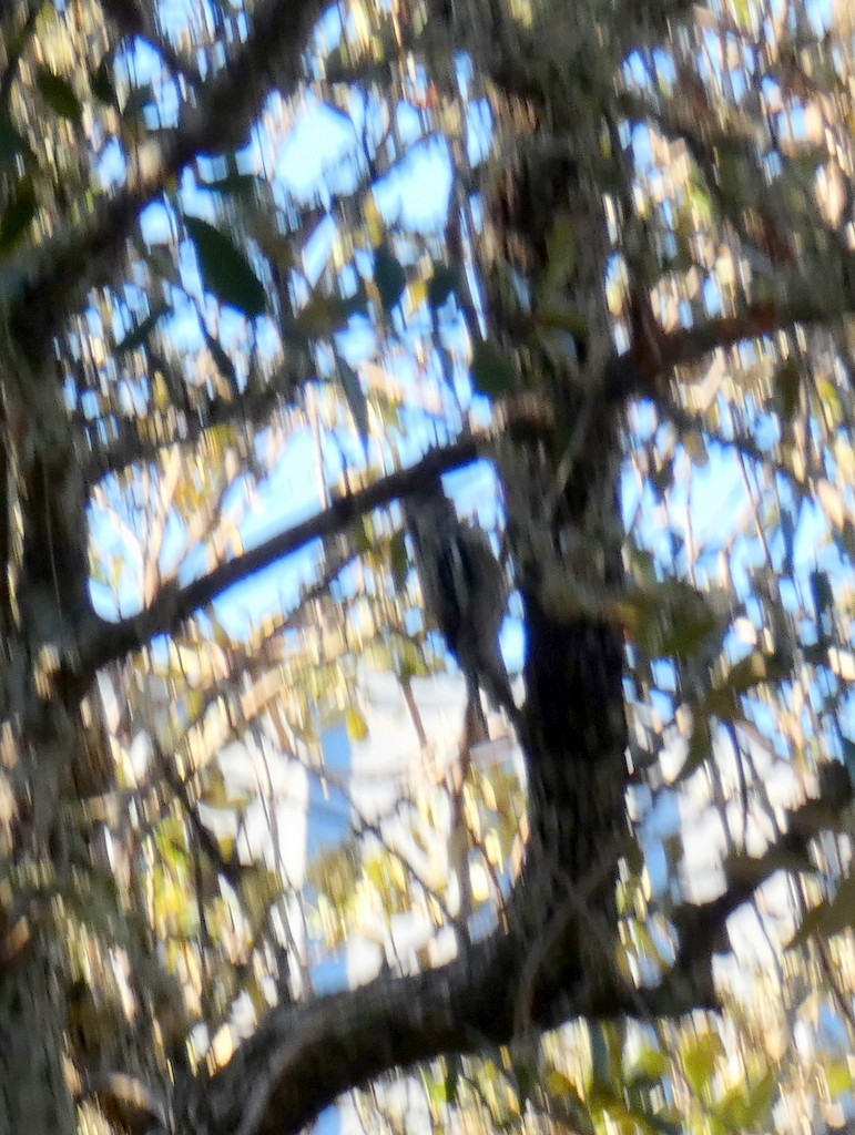 Yellow-bellied Sapsucker - ML421247441