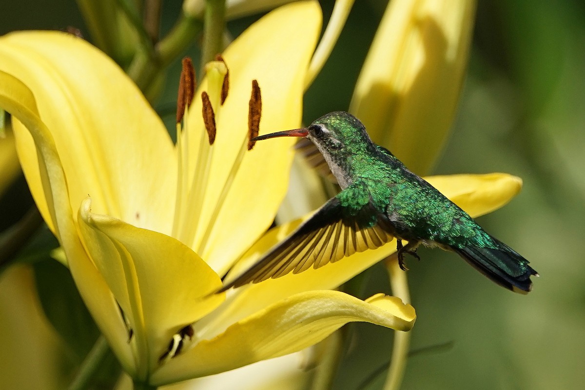 Goldbauch-Smaragdkolibri - ML42124761