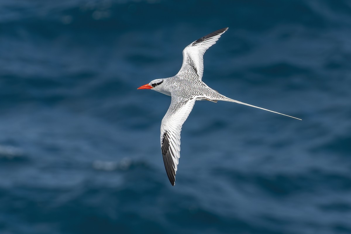 Red-billed Tropicbird - ML421247811