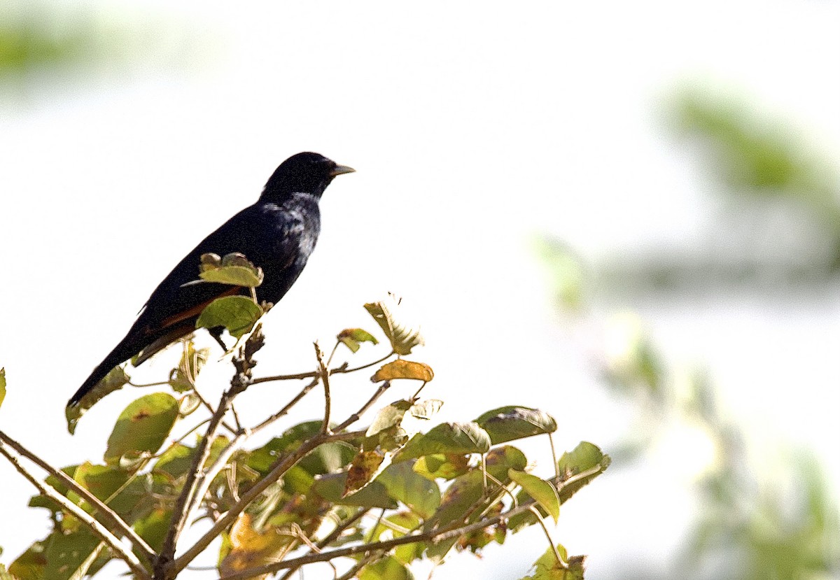 White-billed Starling - ML421248571