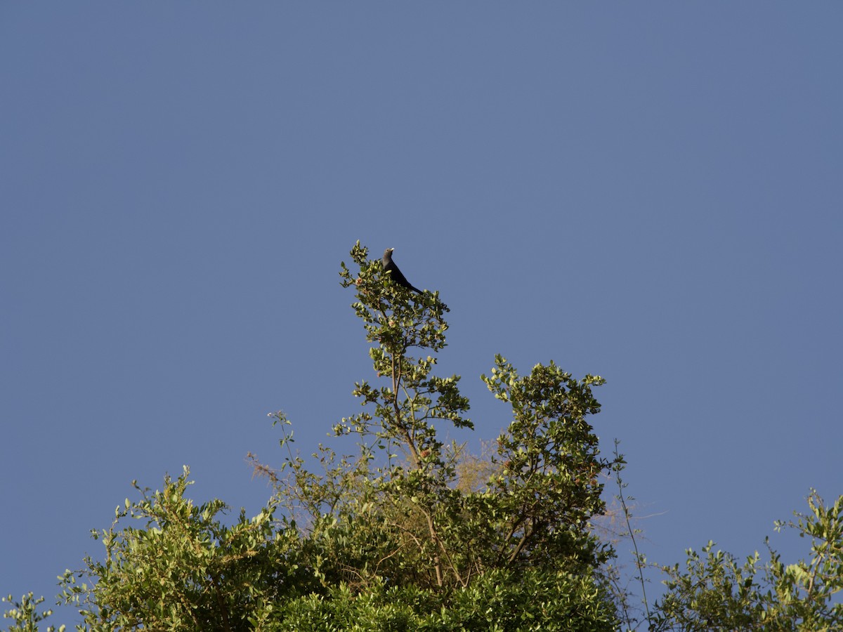 White-billed Starling - ML421248681