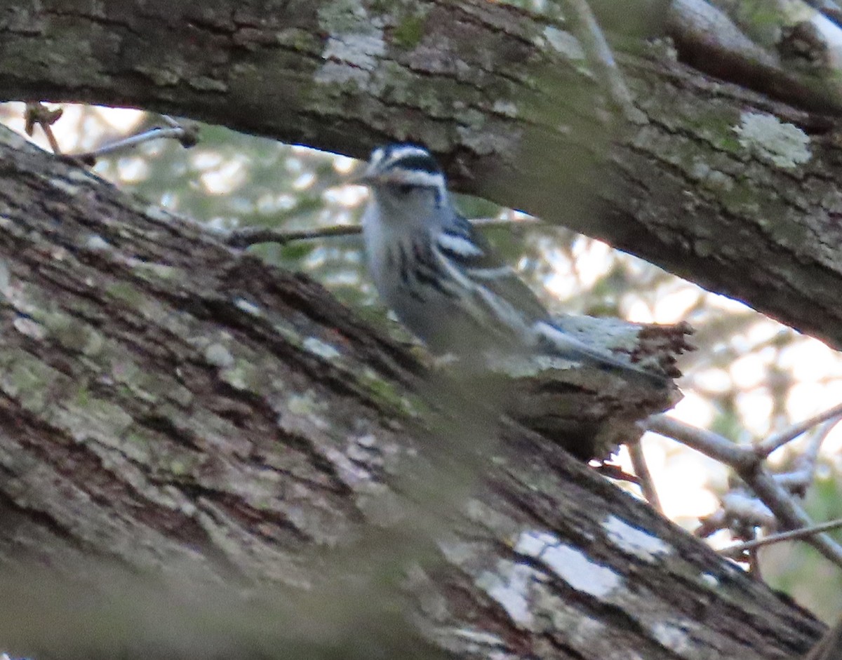 Black-and-white Warbler - ML421249351