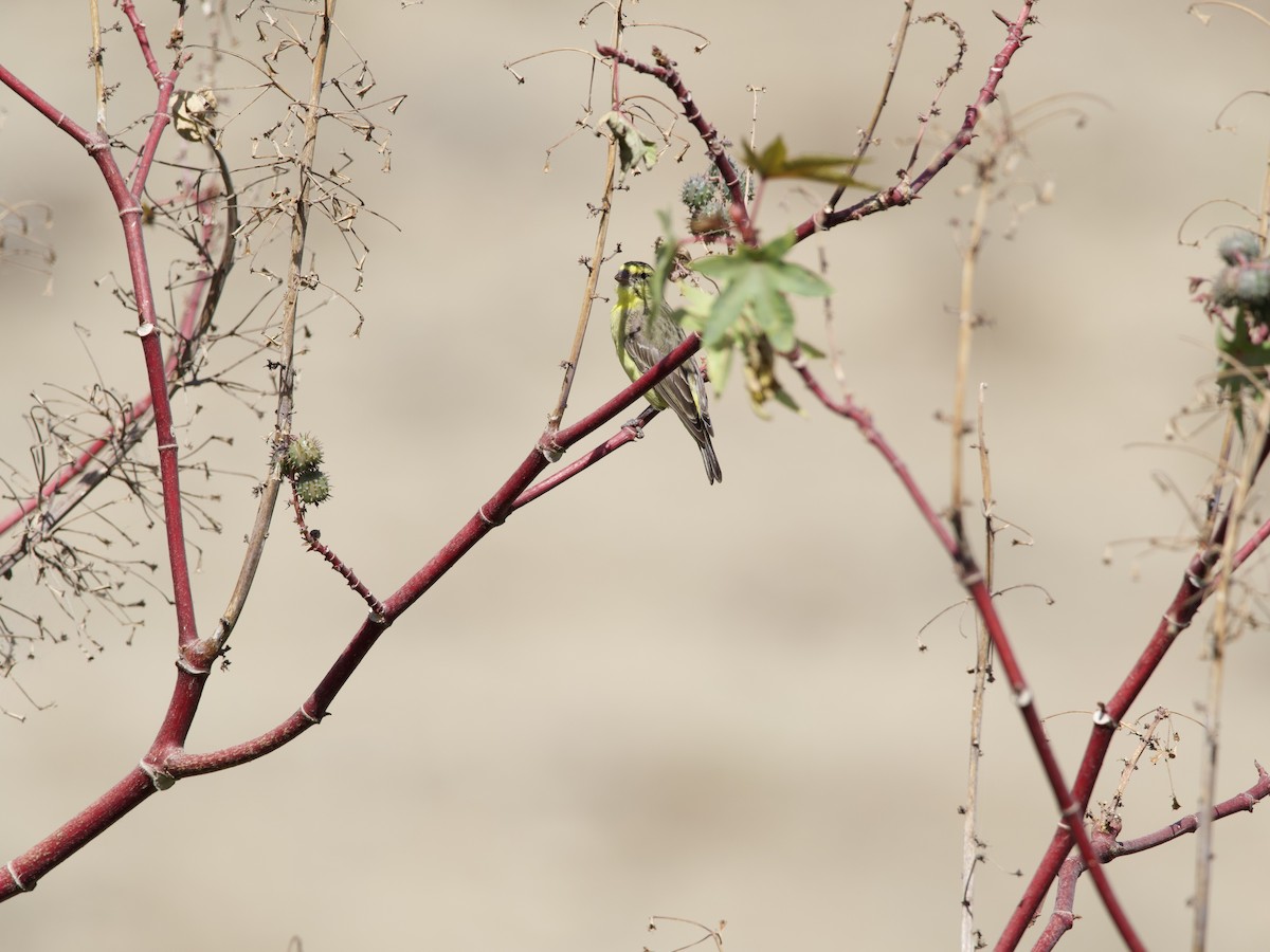 Serin du Mozambique - ML421250161