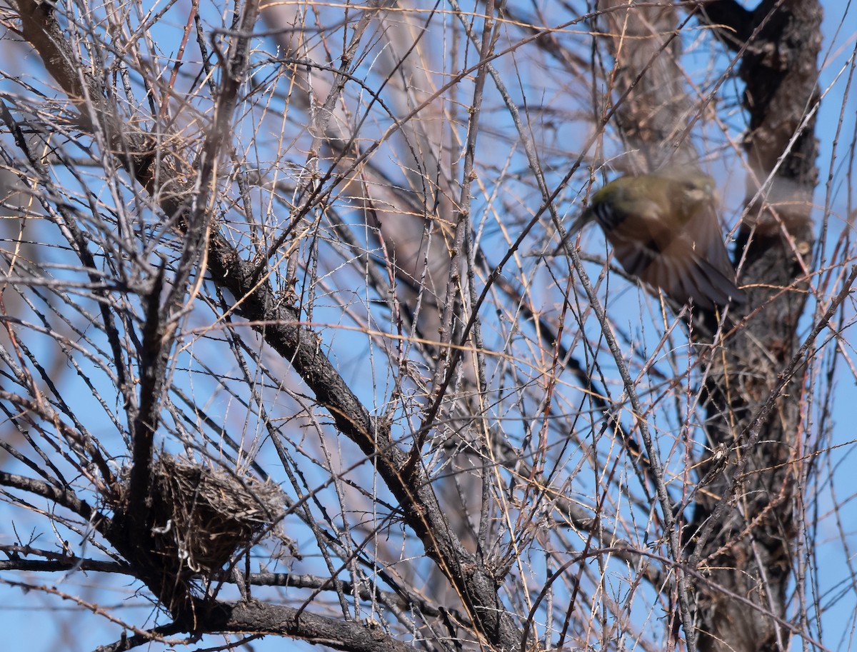 Lesser Goldfinch - ML421252181