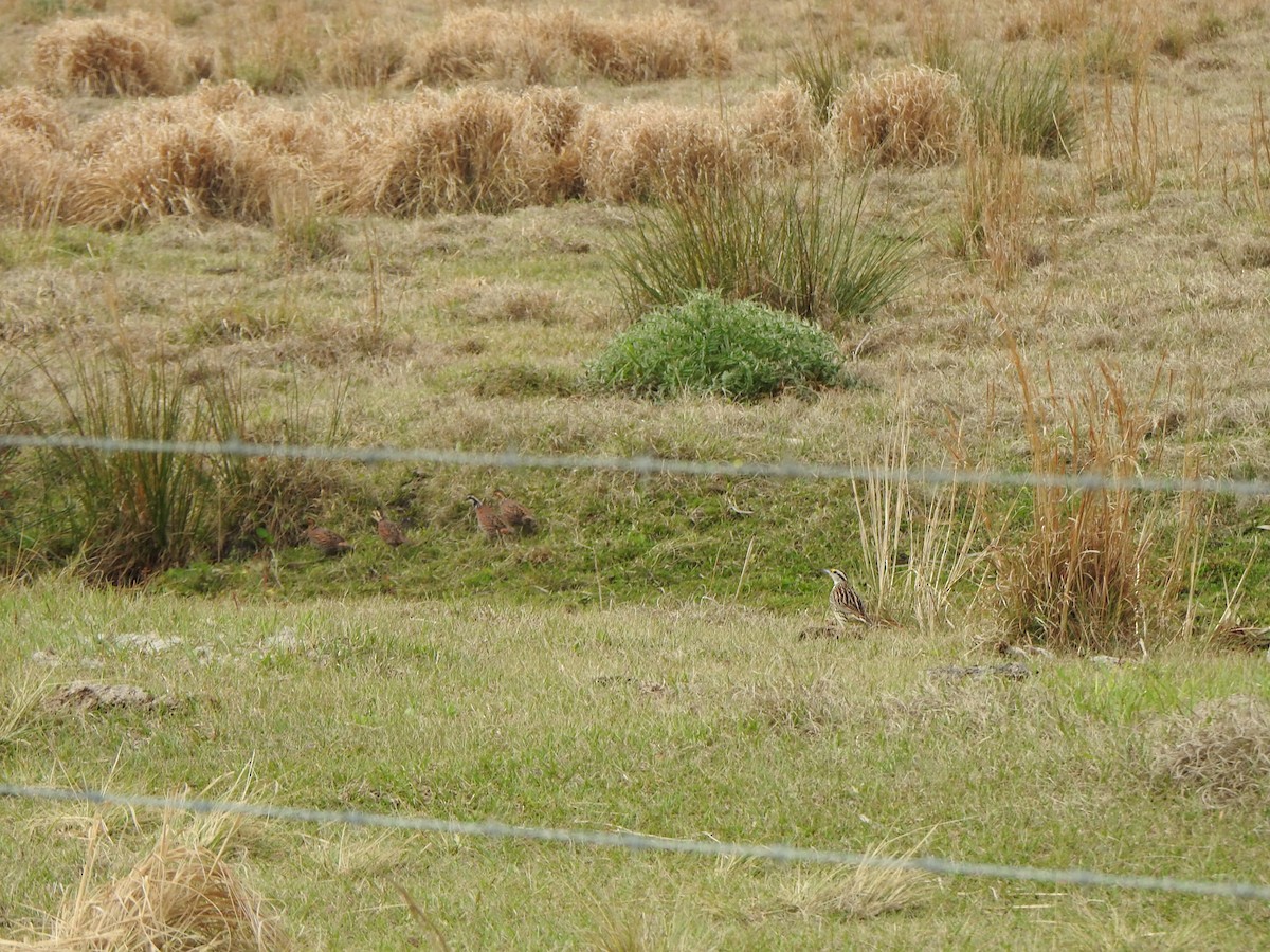 Northern Bobwhite - ML421254551