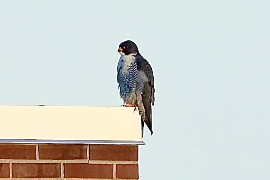 Peregrine Falcon - Ira Blau