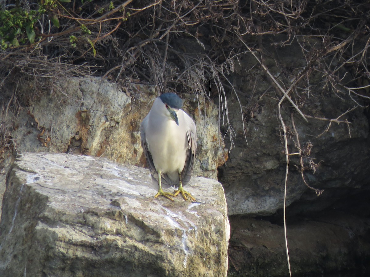 Black-crowned Night Heron - ML42125931