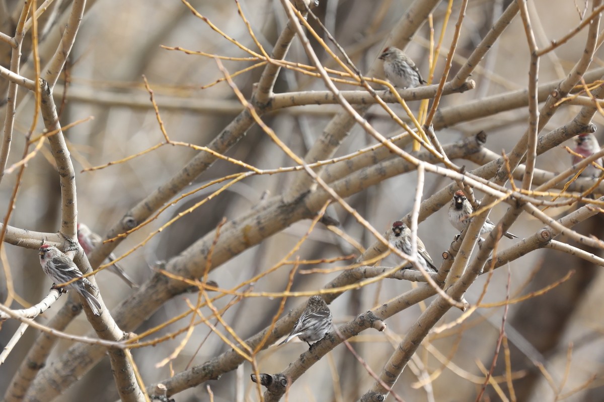 Common Redpoll - ML421259351