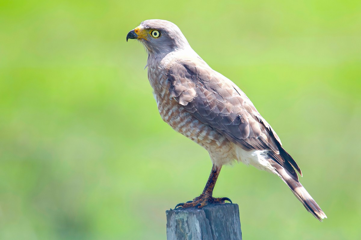 Roadside Hawk - ML421260261