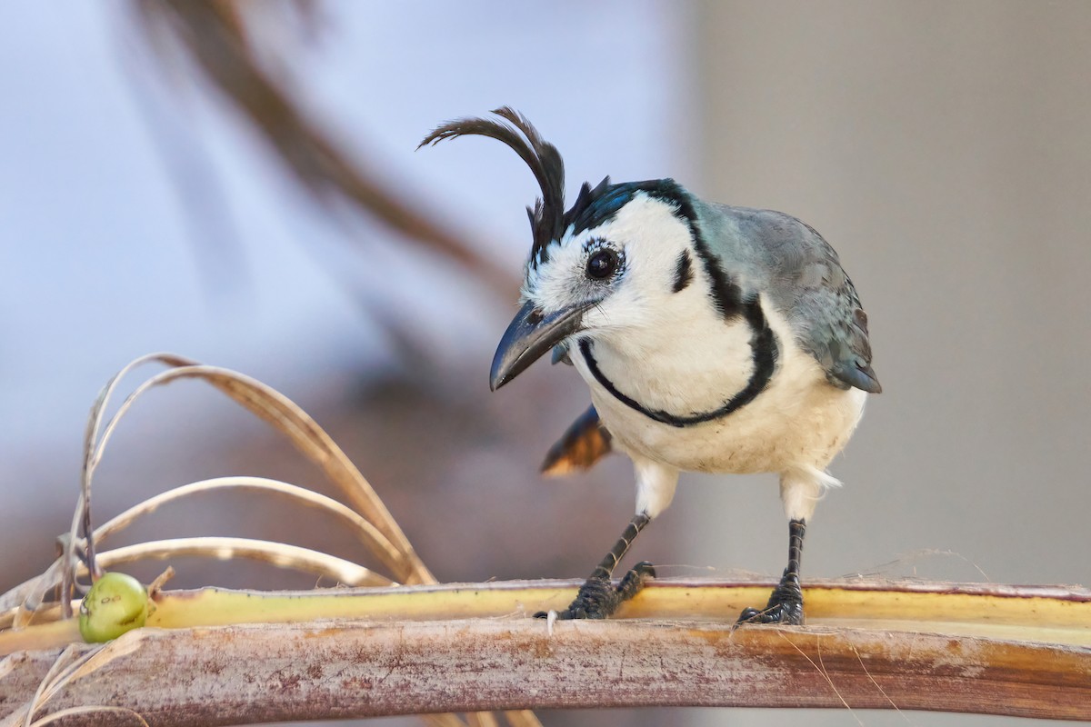 White-throated Magpie-Jay - Grigory Heaton