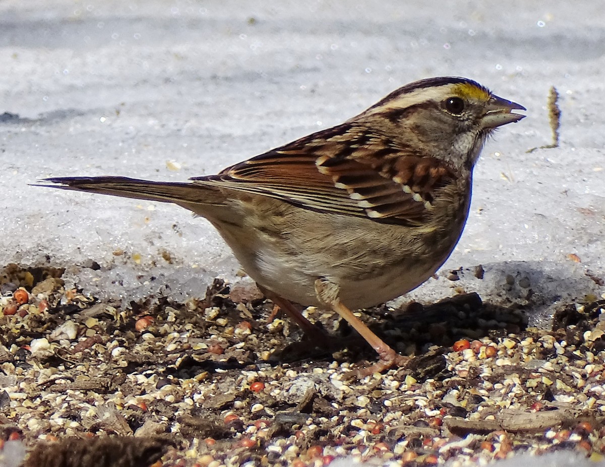 White-throated Sparrow - ML421260991