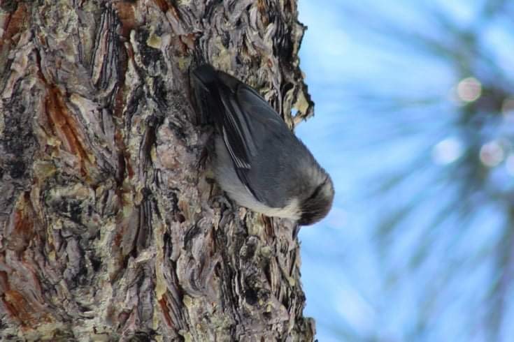 Pygmy Nuthatch - ML421261391