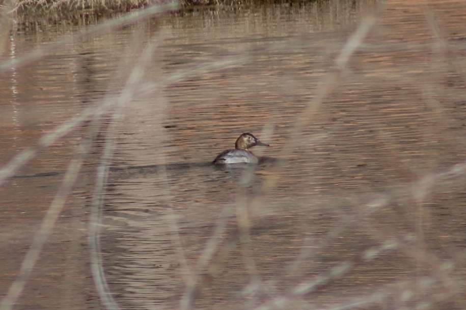 Canvasback - ML421261481