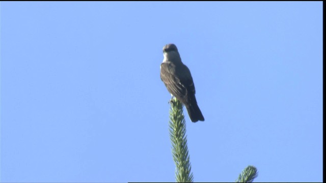 Western Kingbird - ML421264