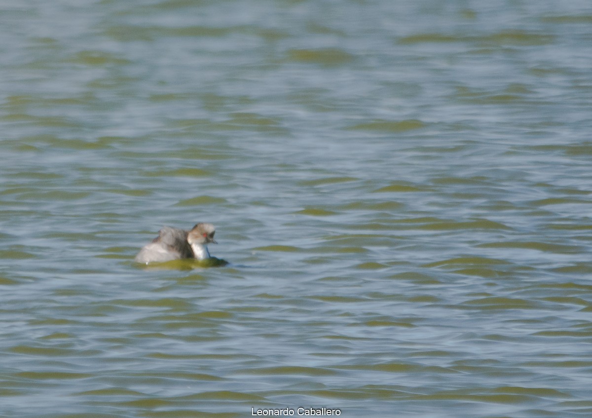 Silvery Grebe - ML421264061