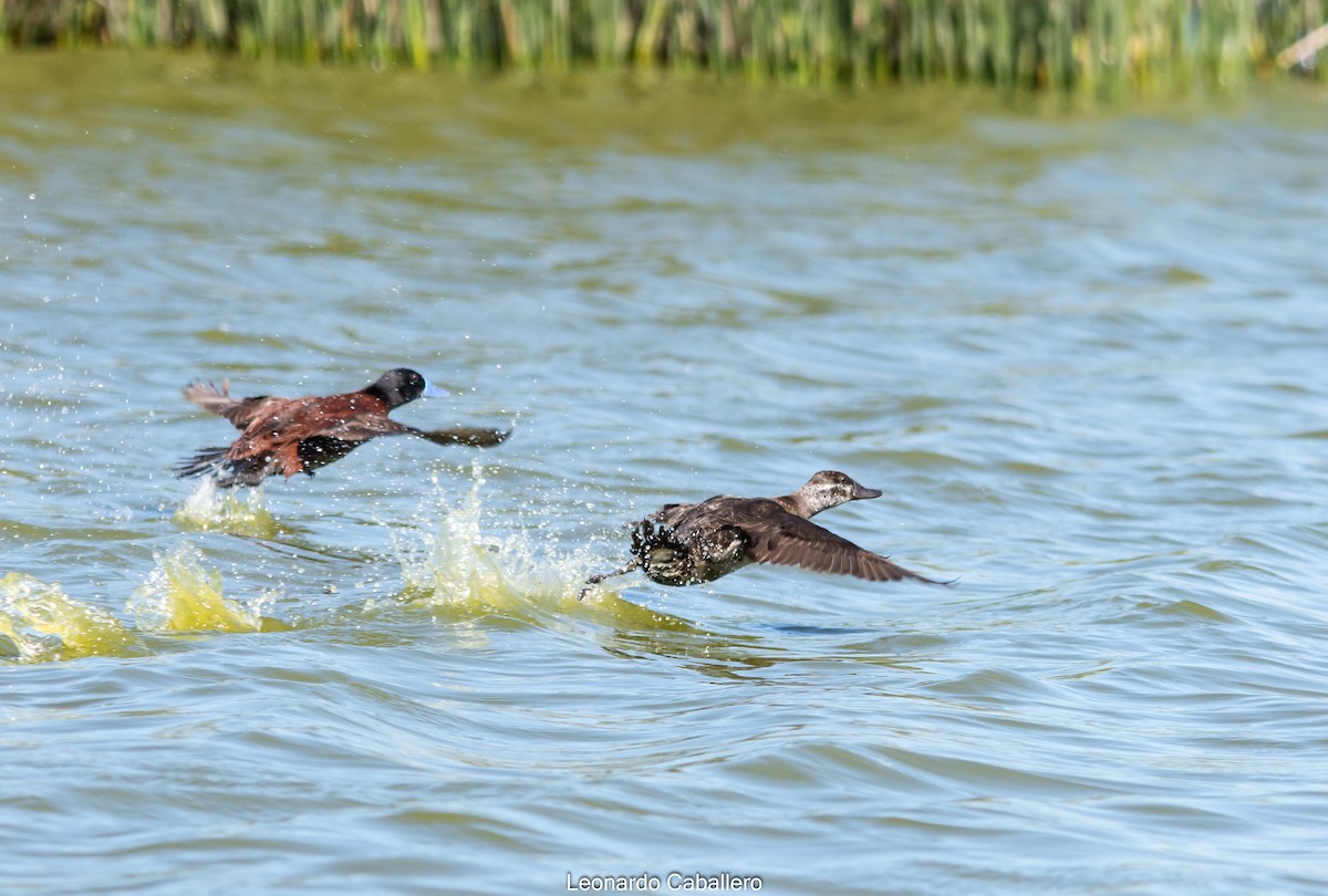 Lake Duck - ML421264991