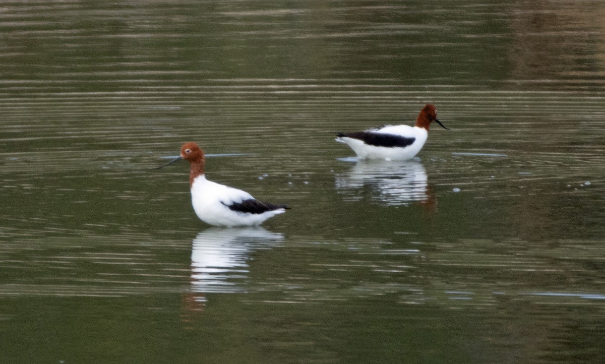 Red-necked Avocet - ML421265111