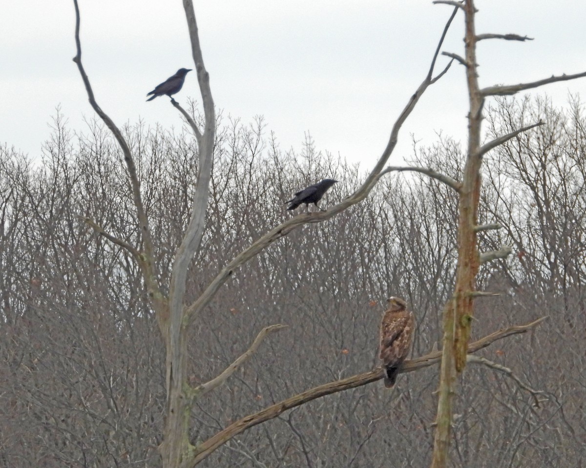 American Crow - ML421265321