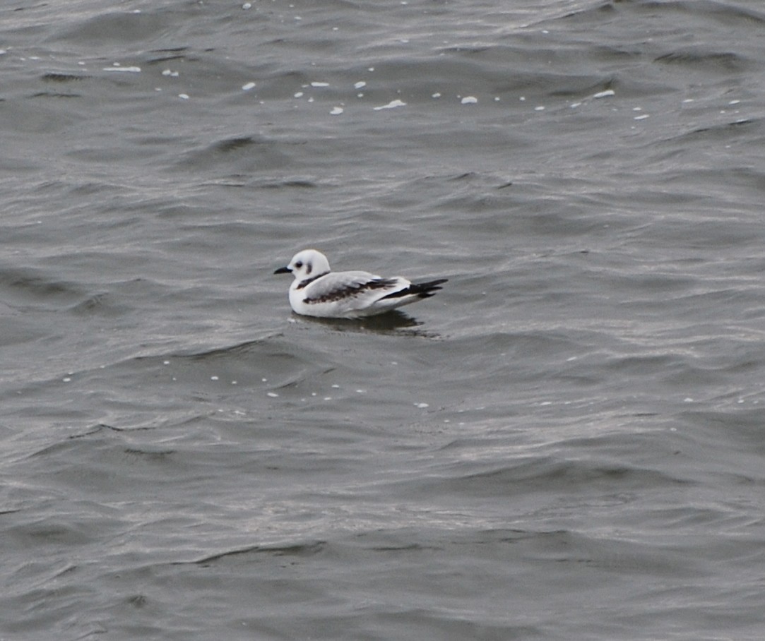 Mouette tridactyle - ML42126591