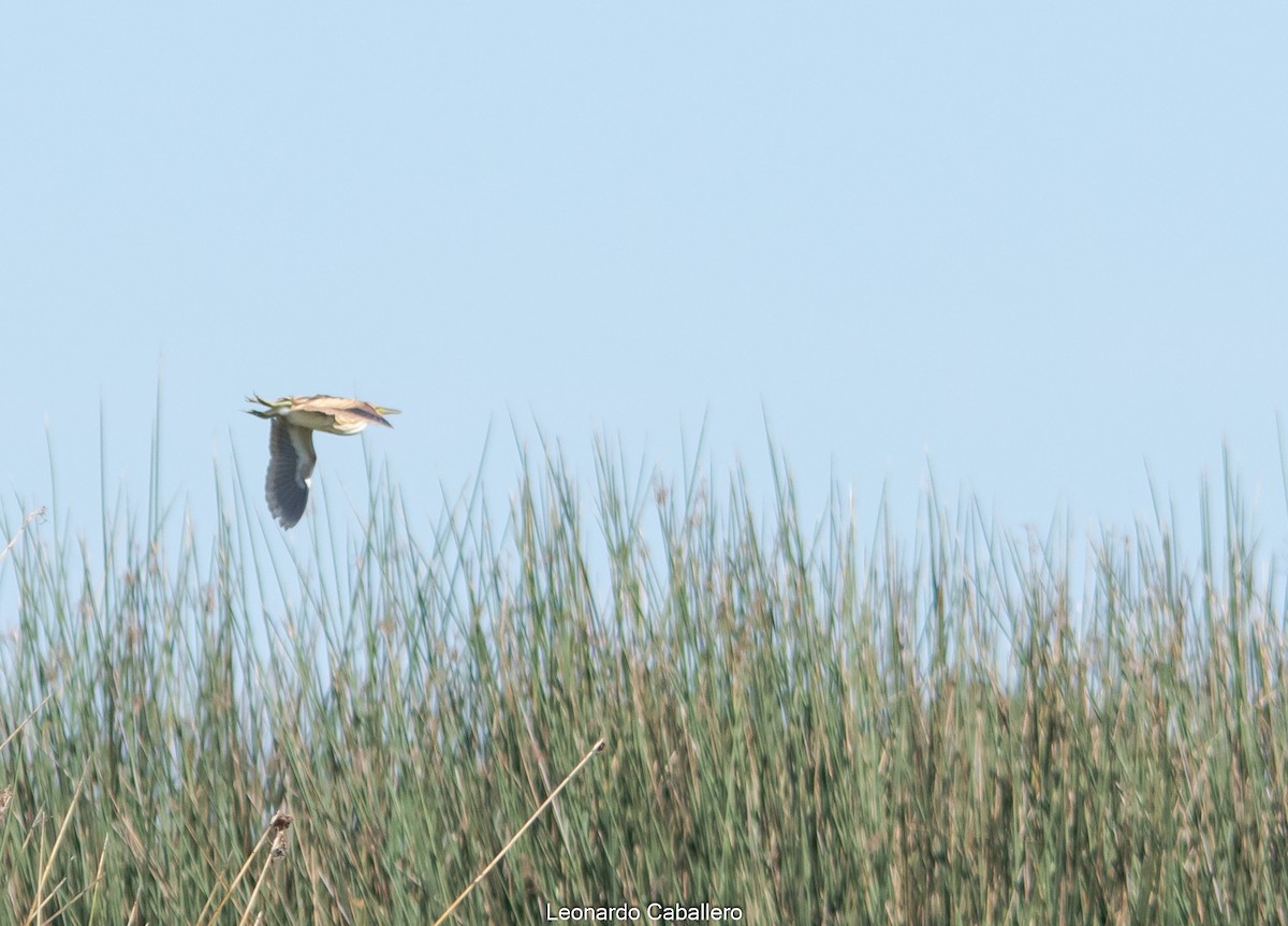 Stripe-backed Bittern - ML421265991