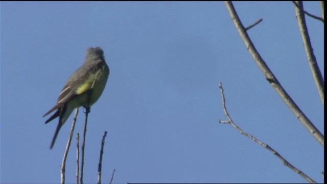 Western Kingbird - ML421266