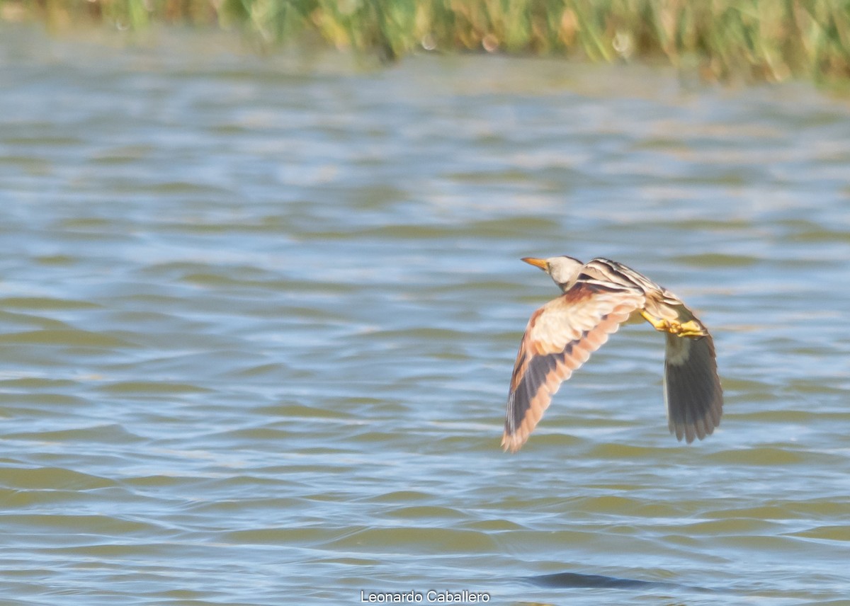 Stripe-backed Bittern - Leonardo Caballero