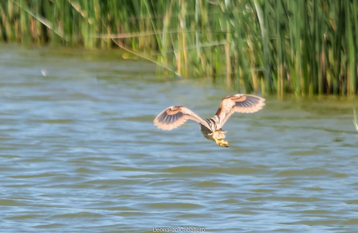 Stripe-backed Bittern - ML421266321