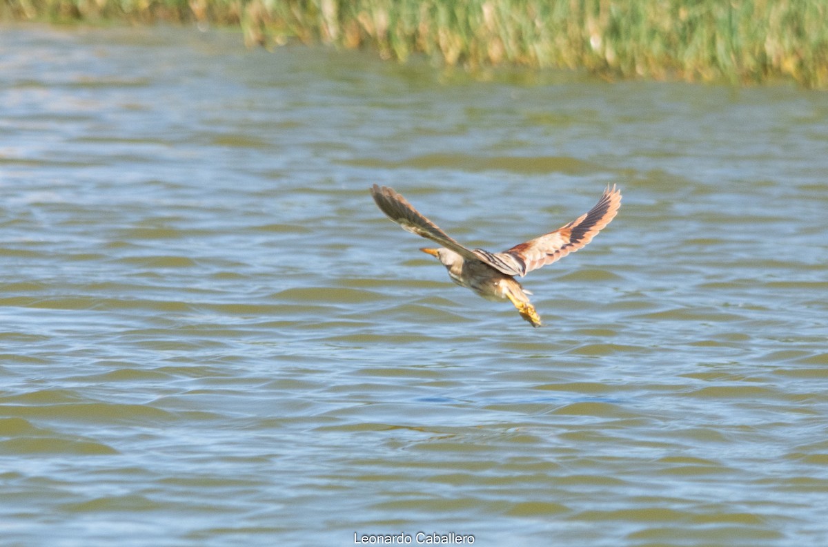 Stripe-backed Bittern - ML421266501