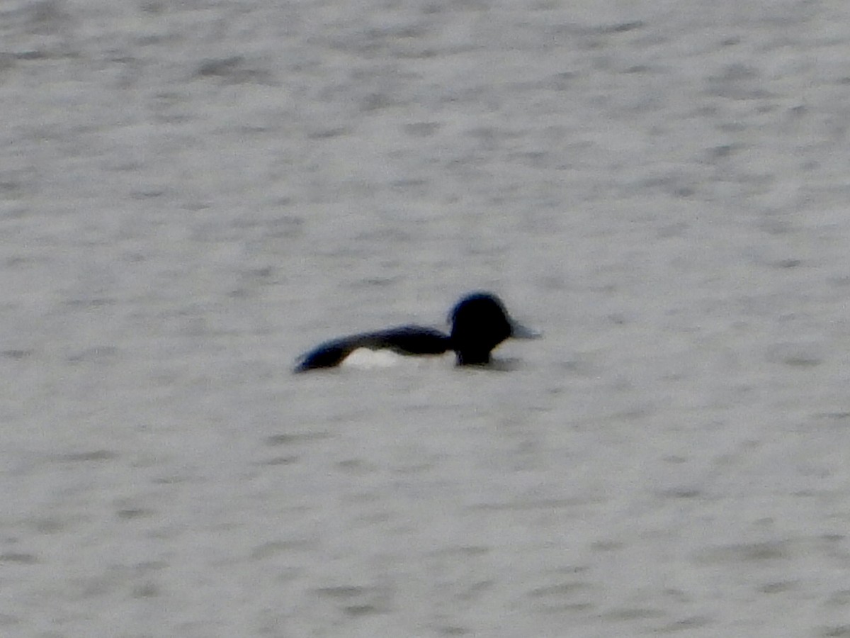 Tufted Duck - Alice Simmons