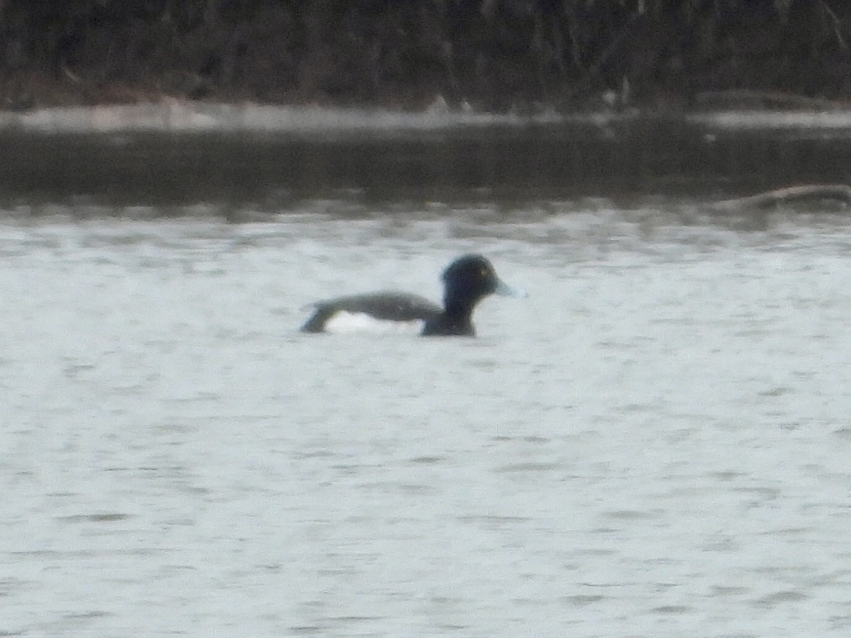 Tufted Duck - ML421266591