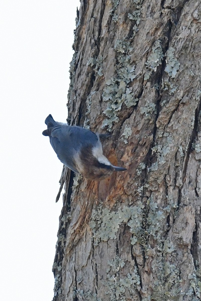 Brown-headed Nuthatch - ML421267481