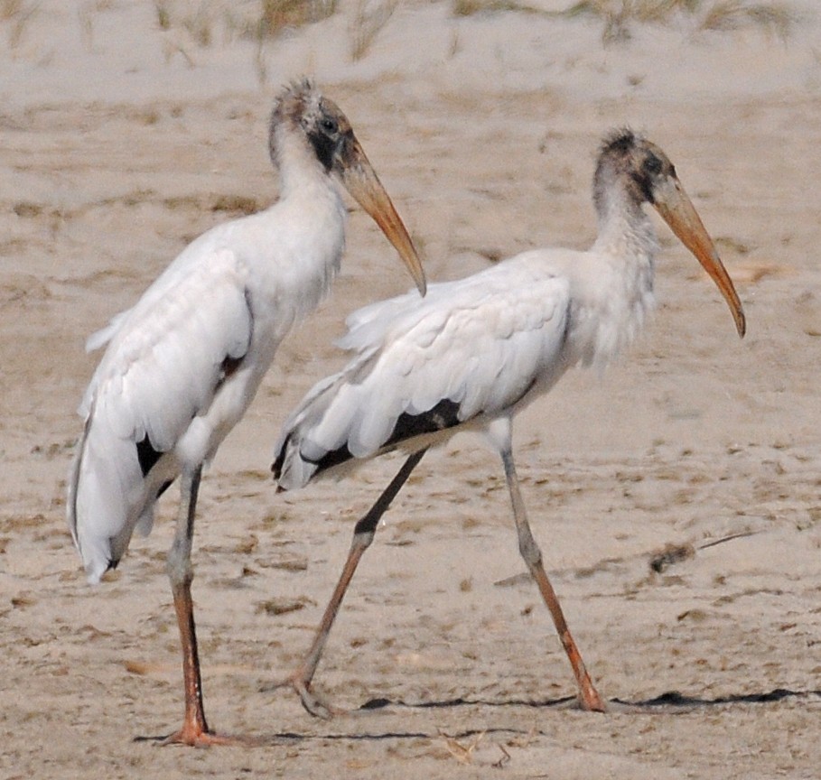 Wood Stork - Steven Mlodinow