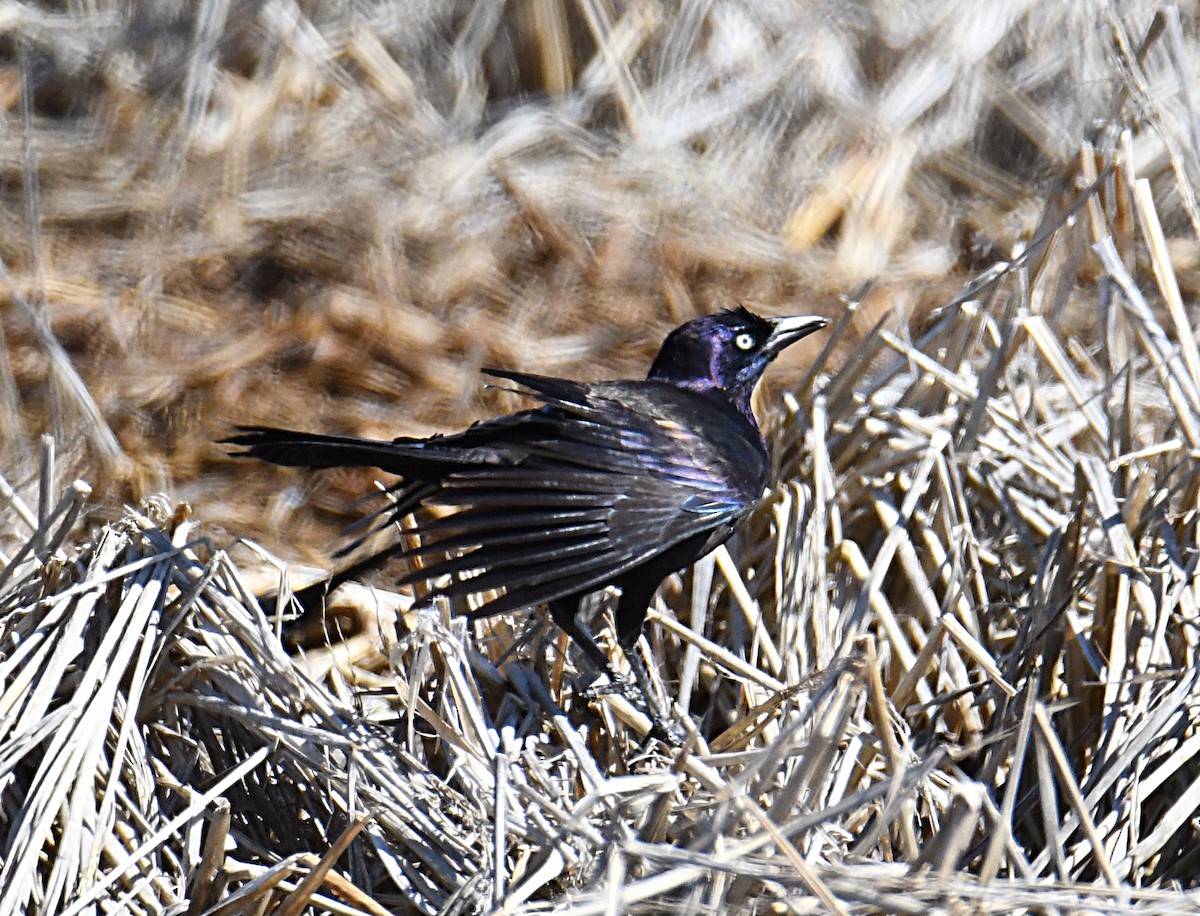 Common Grackle - ML421269751