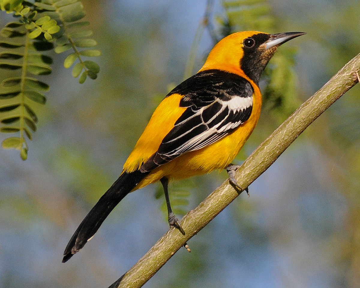 Hooded Oriole - Steven Mlodinow
