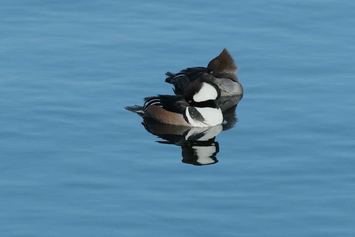 Hooded Merganser - ML421272621