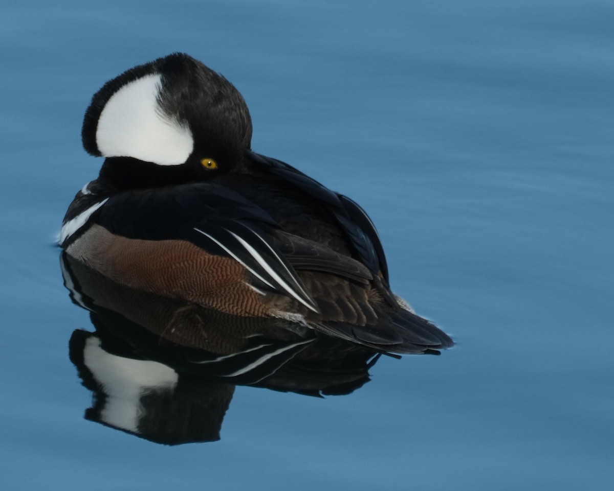 Hooded Merganser - ML421272641