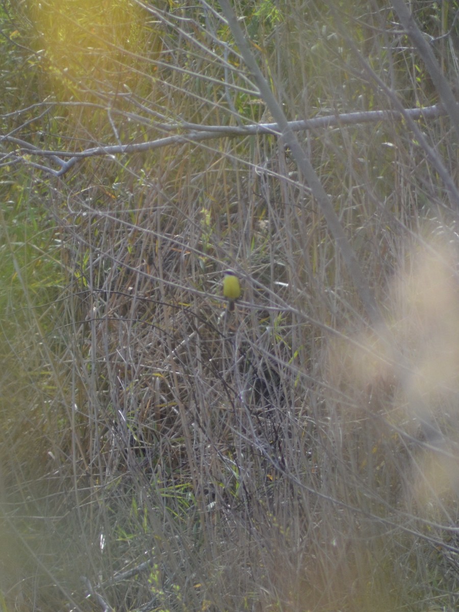 Social Flycatcher - Tom Moorman