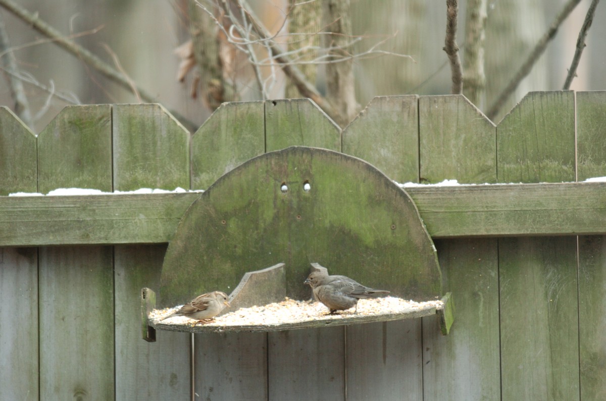 Brown-headed Cowbird - ML42127791
