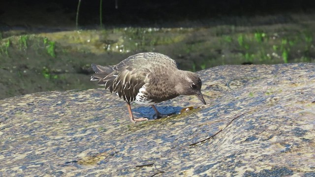 Black Turnstone - ML421281471