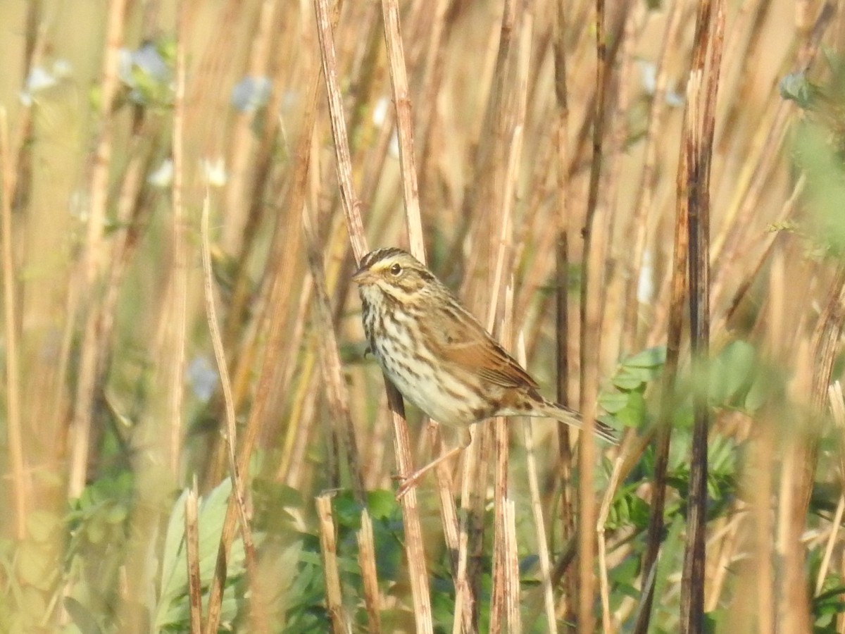 Savannah Sparrow - ML421282771