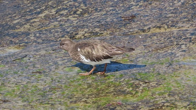 Black Turnstone - ML421283171