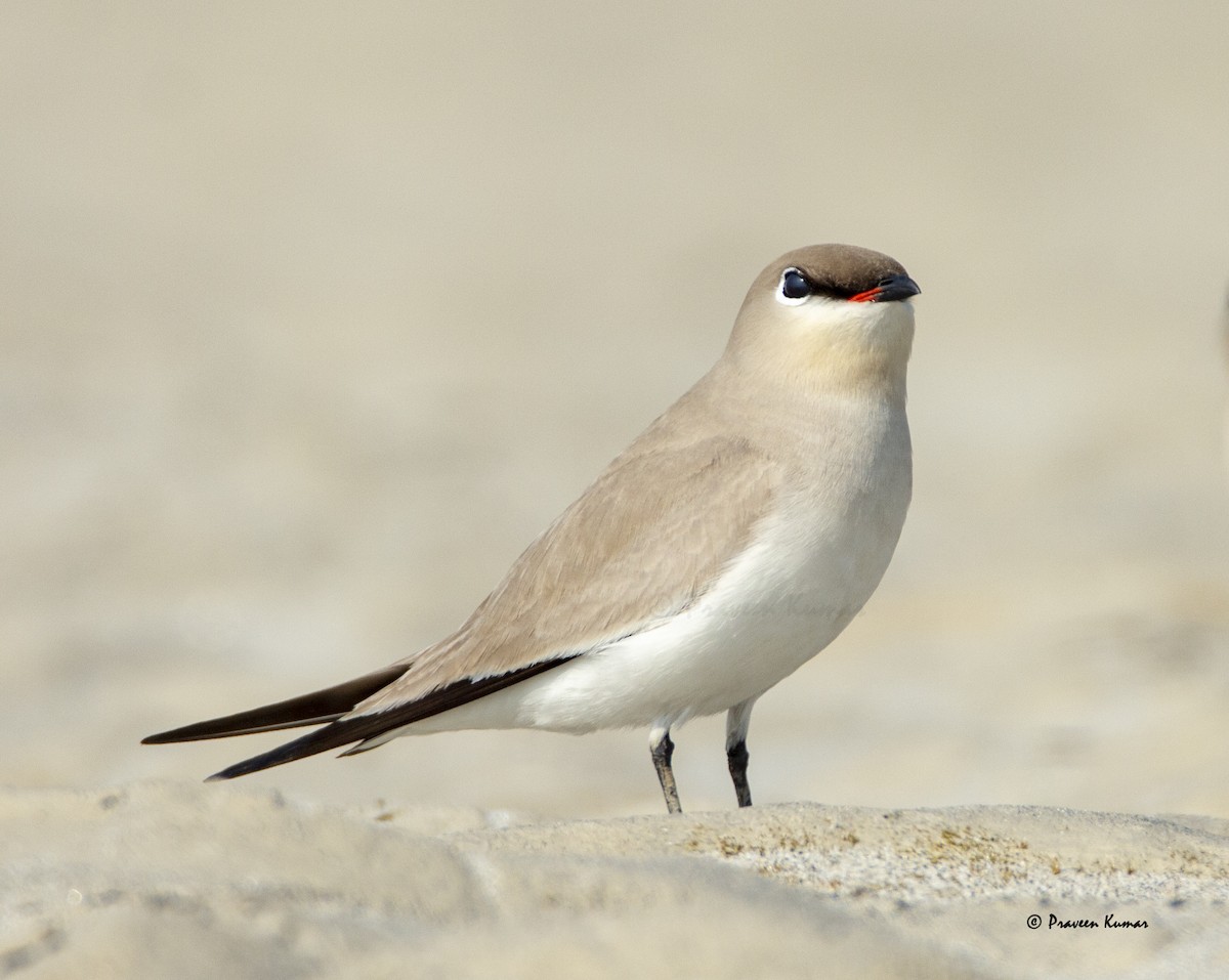 Small Pratincole - ML421283321