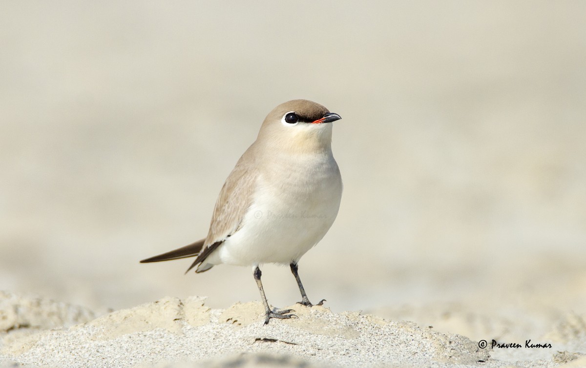 Small Pratincole - ML421283351