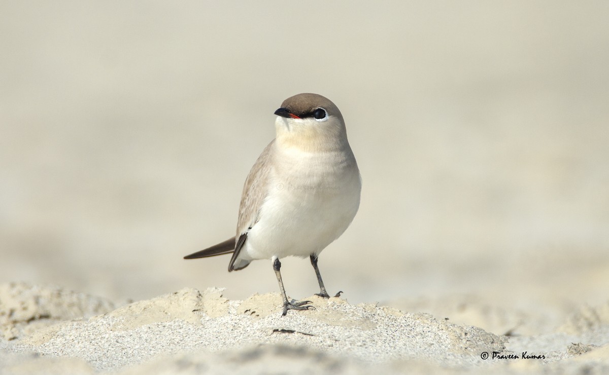 Small Pratincole - ML421283361