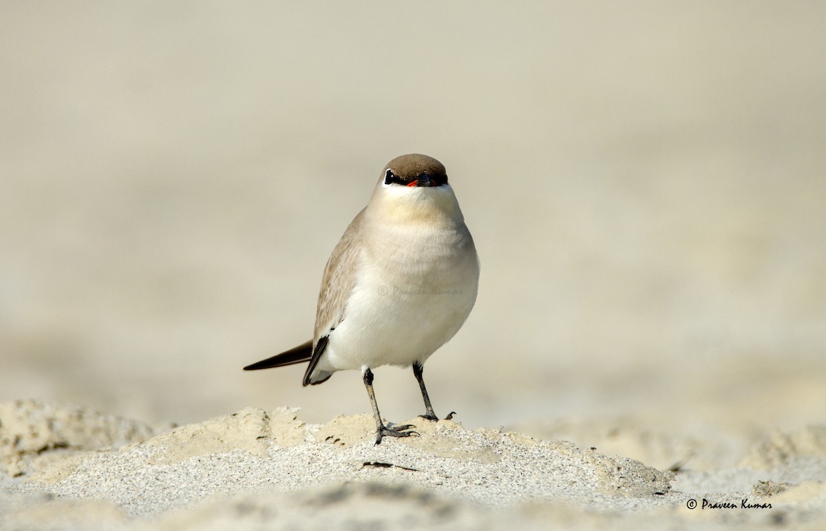 Small Pratincole - ML421283391