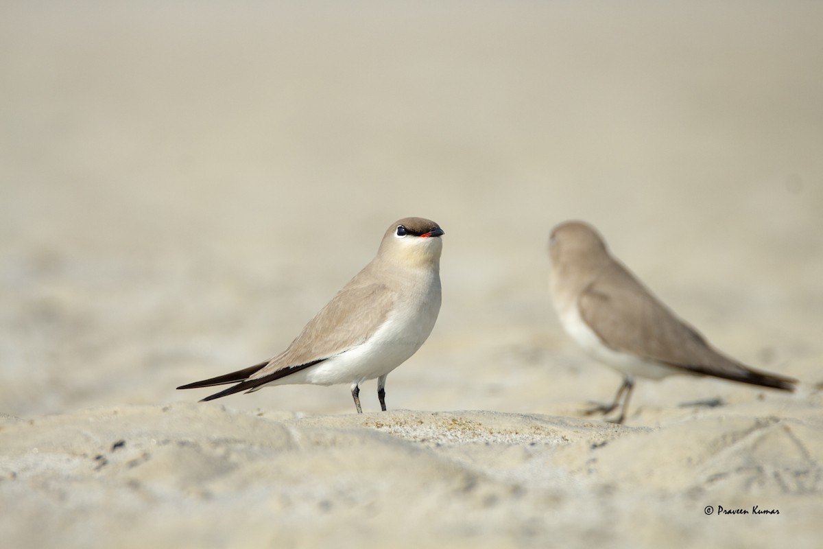 Small Pratincole - ML421283521