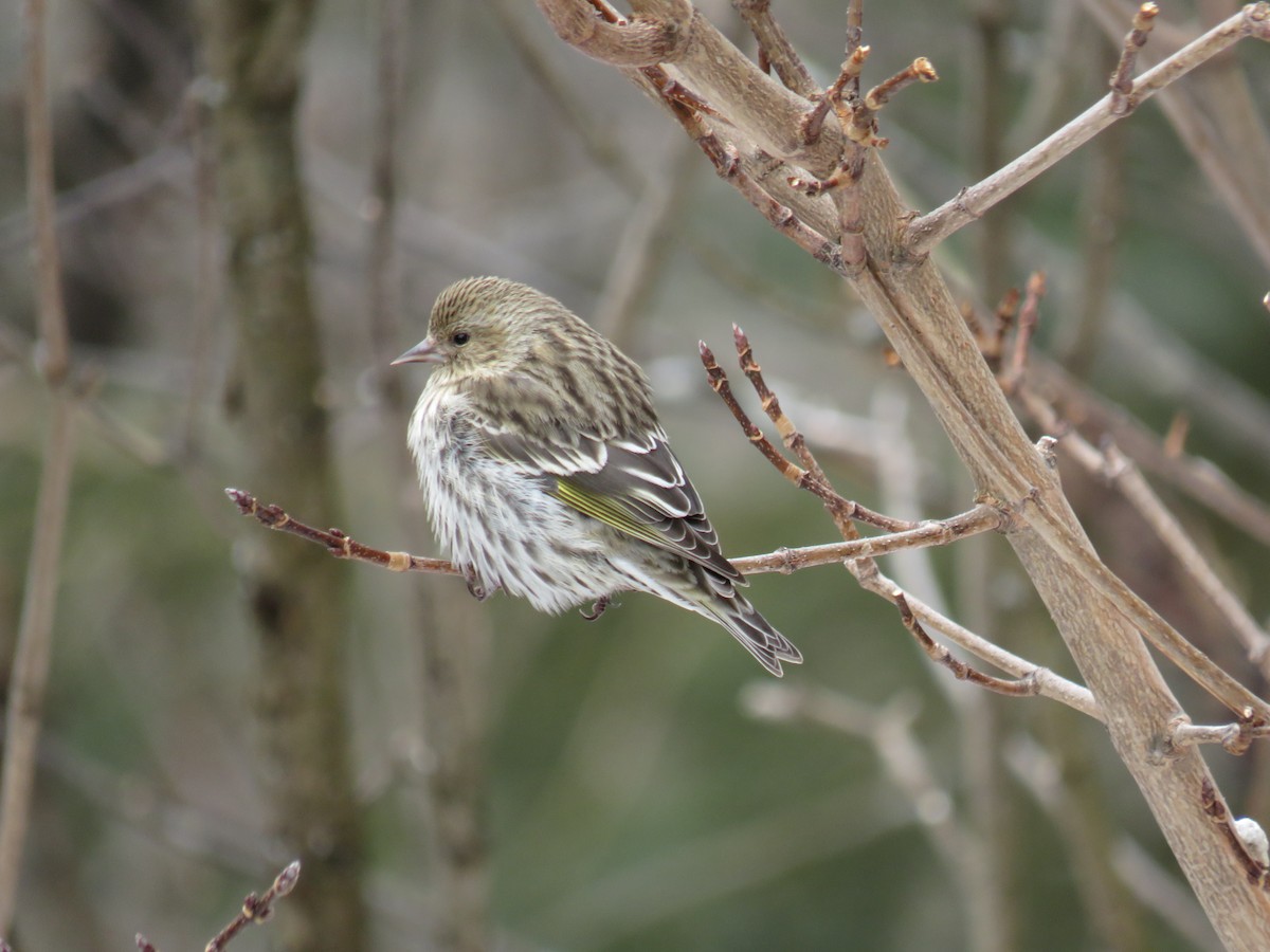 Pine Siskin - ML421283691