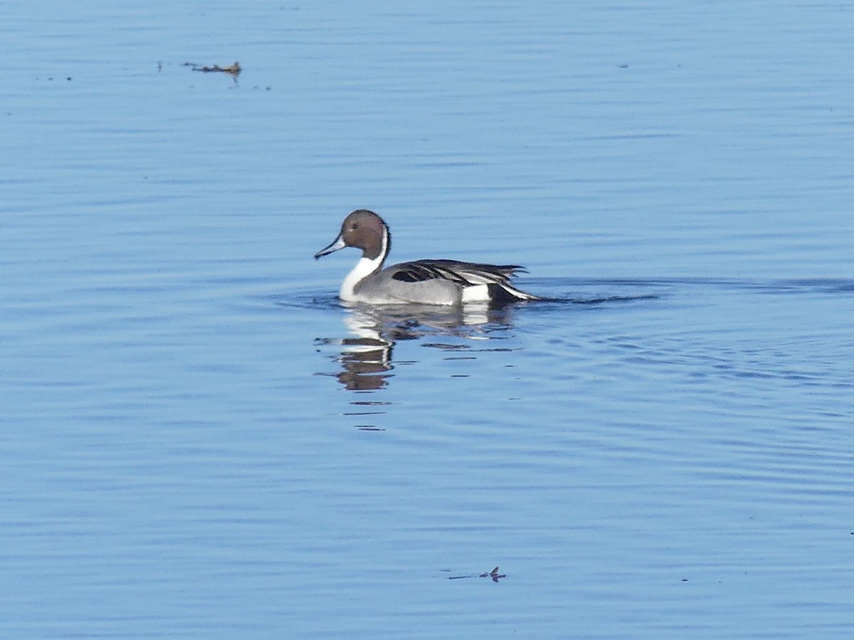 Northern Pintail - ML421284681