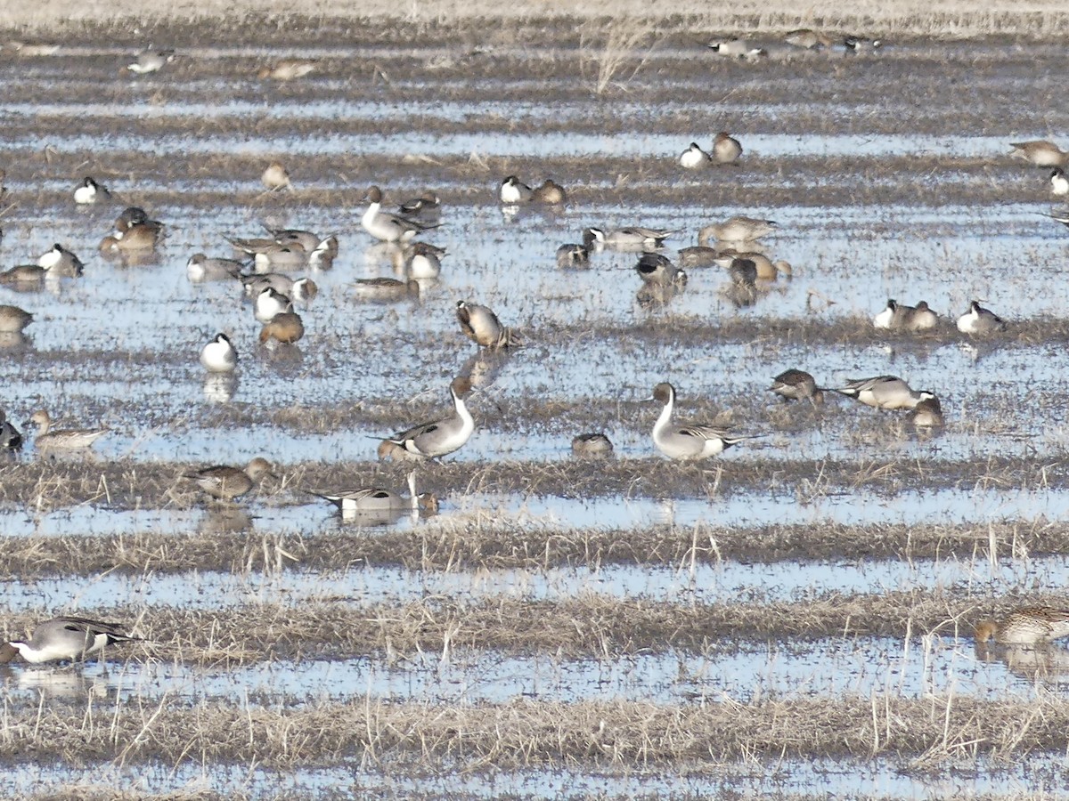 Northern Pintail - ML421284881