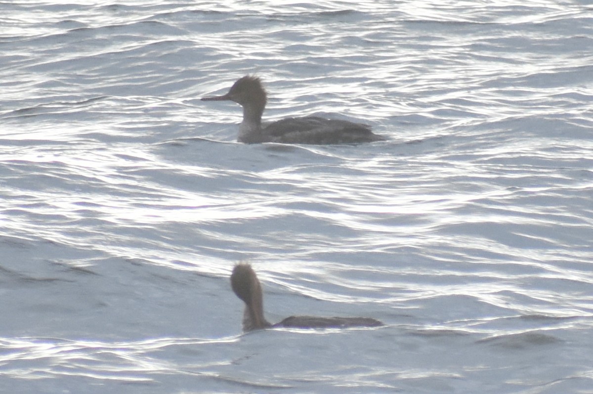 Red-breasted Merganser - ML421286831